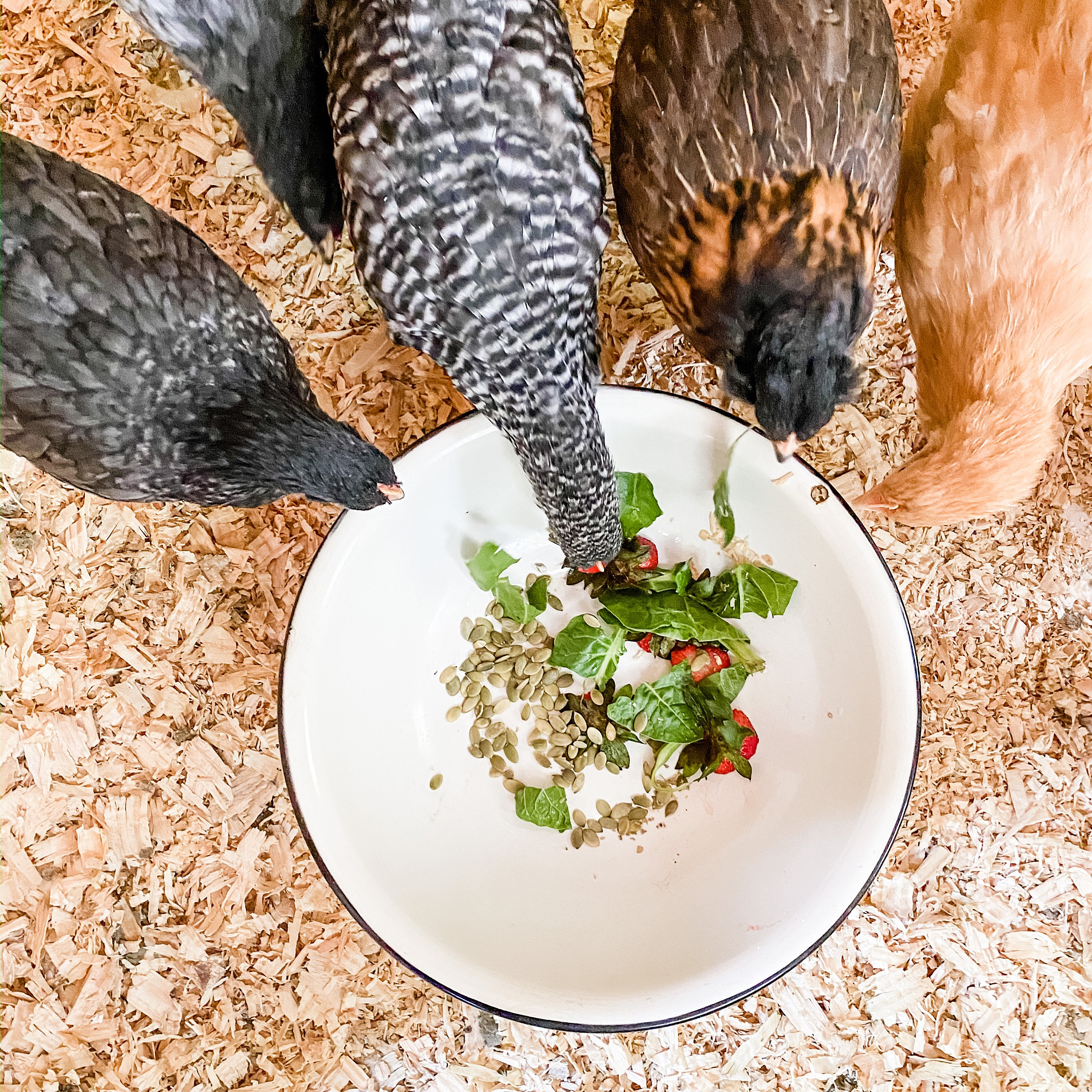 Backyard Chickens: The Fun, Messy and Rewarding Reality of Raising Hens